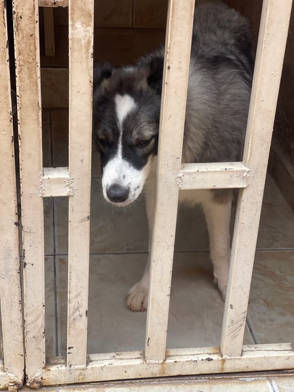 Dog rests in metal enclosure in Lokoja, Nigeria