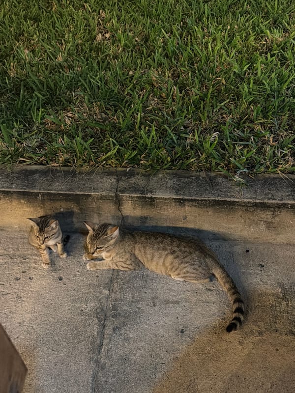 Mother cat nurses kitten in Pemba neighborhood