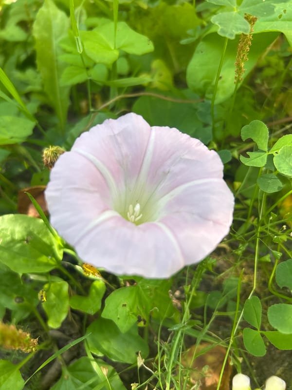 Summer morning in a Russian village, close-up on nature's details