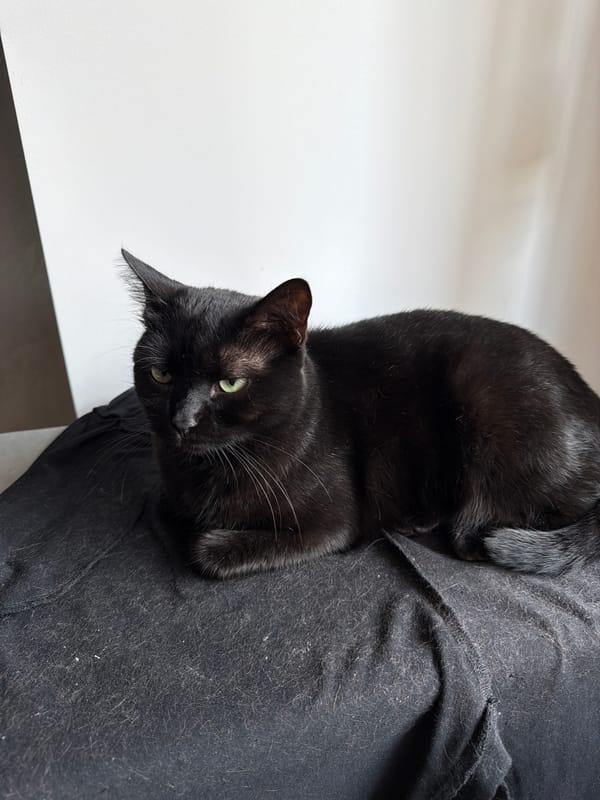 Black cat and playful selfies in Gabrovo