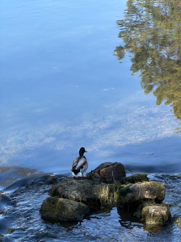 Mallard duck spotted swimming in Alzette River, Luxembourg