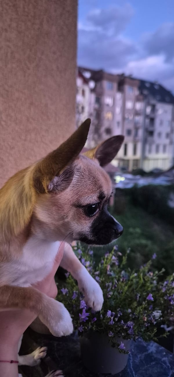 Small dog receives affection from human companions