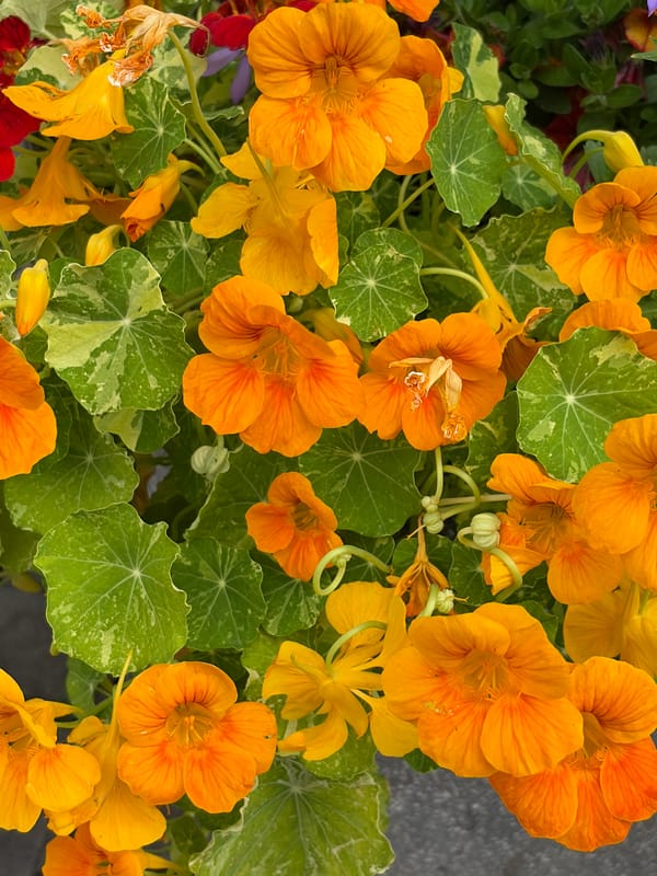 Garden flowers and street architecture tour in Saint Petersburg