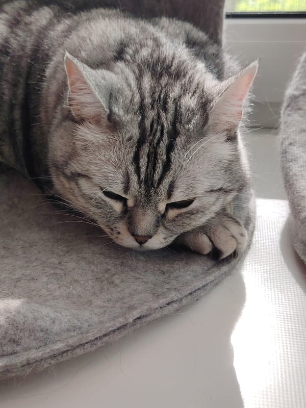 Domestic cats observed resting indoors during early morning hours