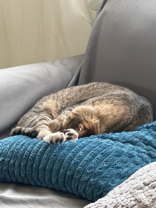 Tabby cat spotted resting on couch in Puebla home