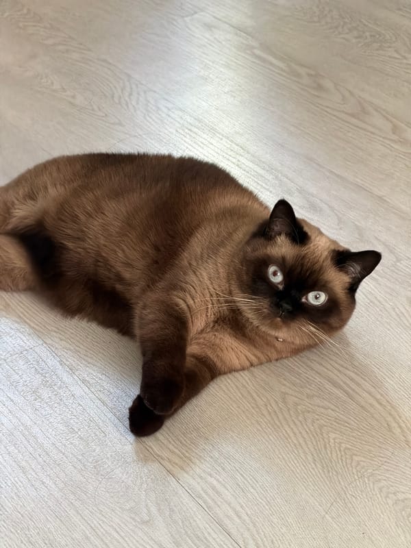 Morning routine documented in Chaikovsky includes cats, breakfast, selfies