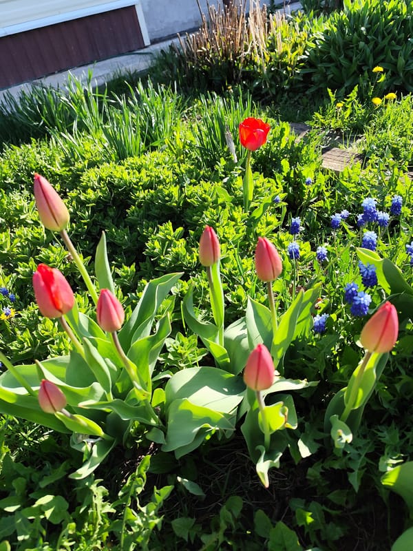 Spring morning moments captured in Фоки: flowers, pets, coffee