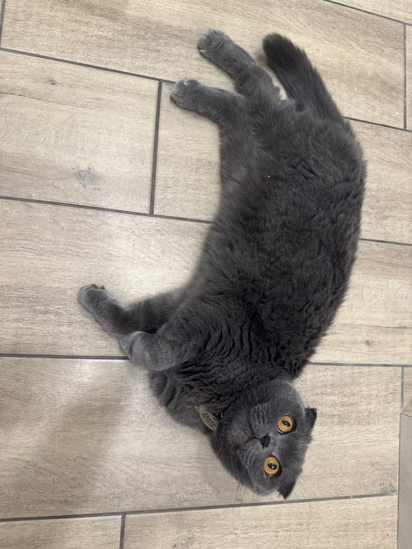 Grey Scottish Fold cat spotted in Chaikovsky, Russia