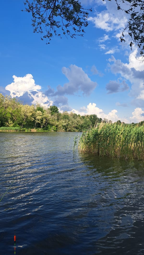 Peaceful waterway scene with flowering trees captured by witness