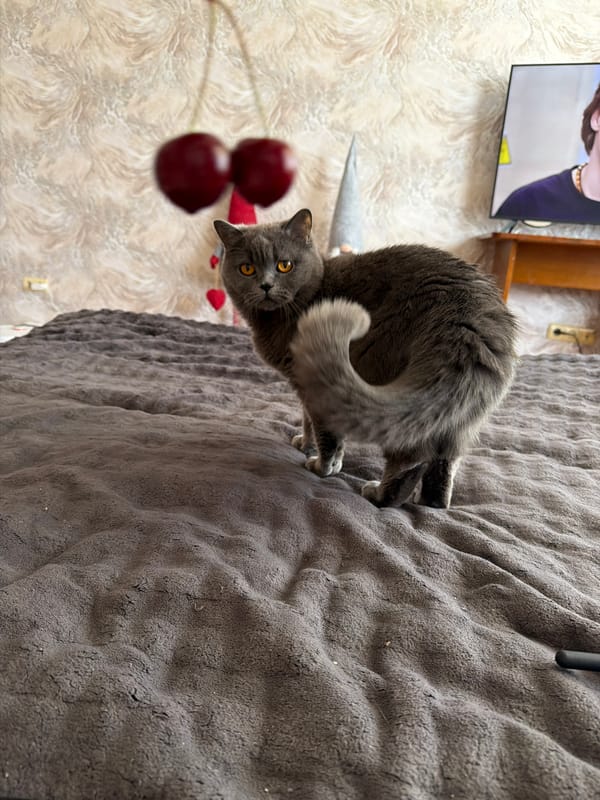 Kyiv morning: canal walk and a cat playing with cherries