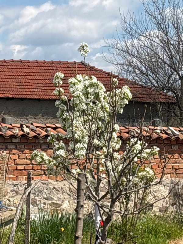 Spring blooms and quiet moments captured in Varbitsa, Bulgaria