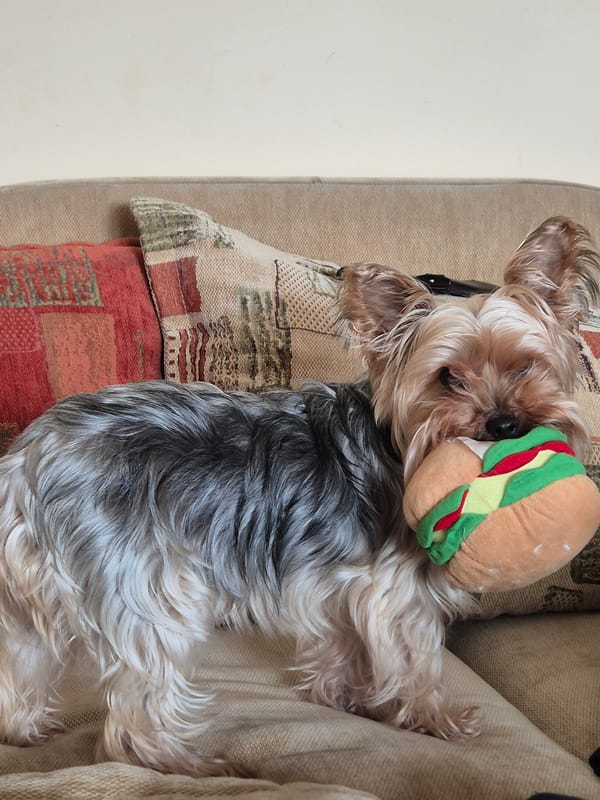 Yorkshire Terrier photographed resting at home in Pavlikeni, Bulgaria