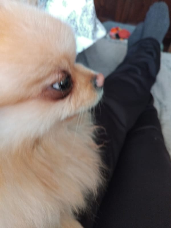 Pomeranian dog photographed resting indoors in Apriltsi, Bulgaria