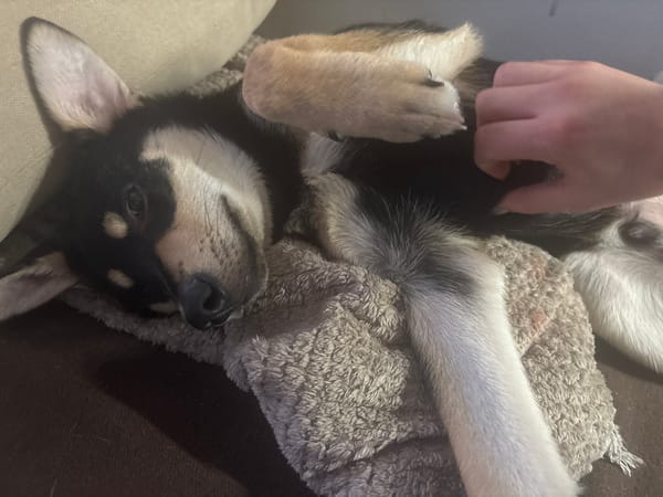 Dog rests on couch while being petted in Plovdiv