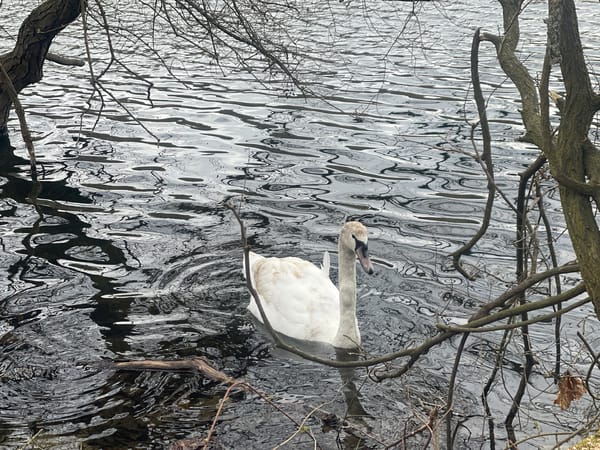 Juvenile mute swan spotted swimming in Berlin lake