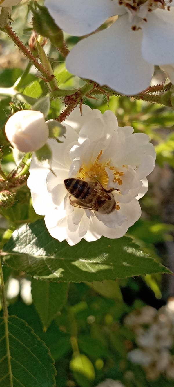 A Radisne garden in full bloom, roses and all