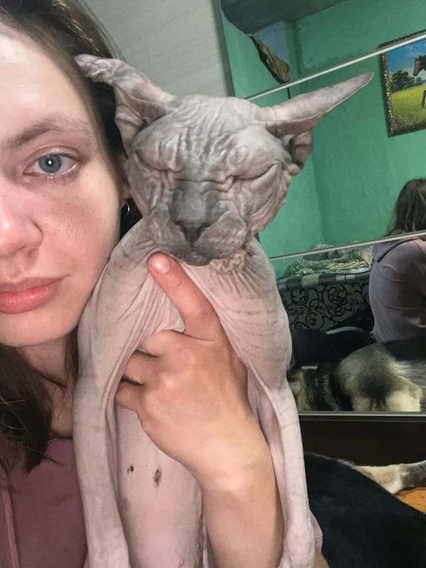 Cozy night in with several dogs and a Sphynx cat in Nizhny Tagil