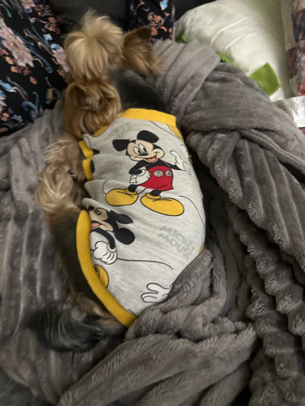 Yorkshire Terriers in themed outfits rest on bedding