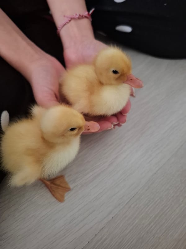 Tiny ducklings held and explored up close in Büyükçekmece
