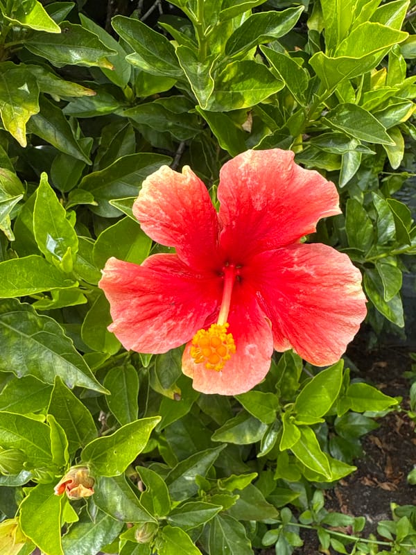 Person with tattooed legs spotted near blooming hibiscus in Seal Beach