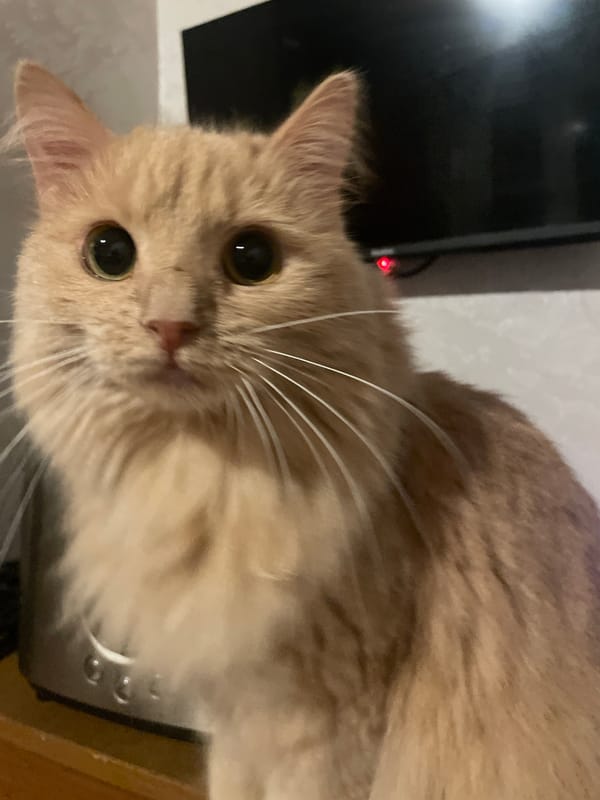 Fluffy ginger cat holds eye contact in Moscow close-ups