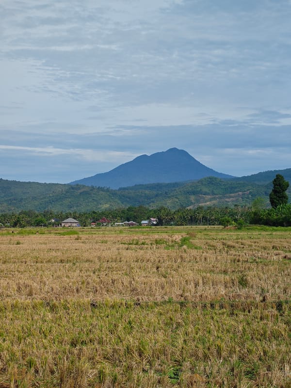 Harvested rice fields documented in rural Indonesian landscape