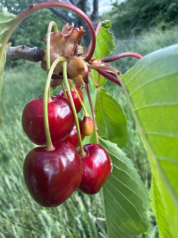 Ripe cherries spotted on tree in Bulgarian village