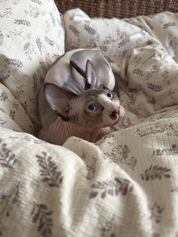 Sphynx cat rests on patterned bedding in bedroom