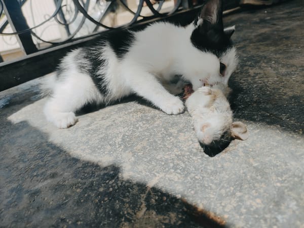 Kitten found with dead rodent in Jos, Nigeria
