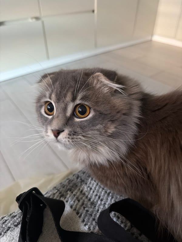 Scottish Fold cat at home in Vovchynets, everyday moments
