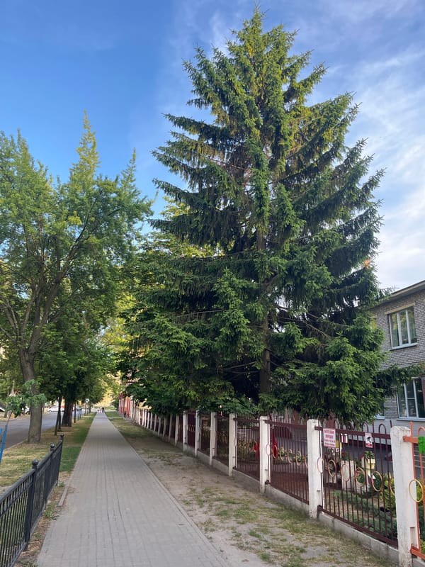 Evening neighborhood walk captures urban gardens and street life