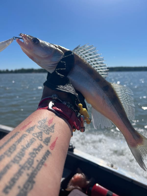 Walleye catches up close at Borovoe