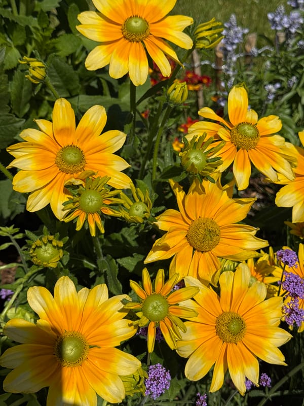 Summer blooms and a bumblebee in a Bratislava garden