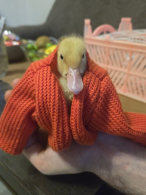 Yerevan resident documents duckling, cityscape, religious art over 30 minutes