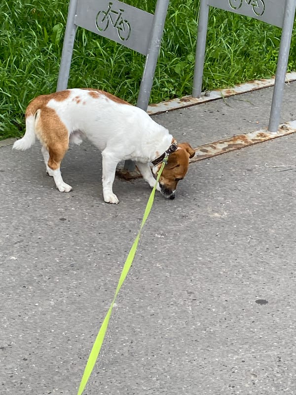 Jack Russell Terrier on a morning walk through Saint Petersburg