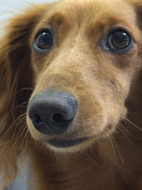 Dachshund and golden retriever hanging out in Sochi