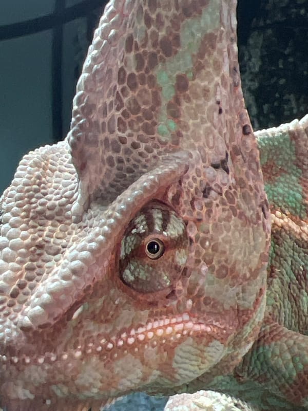 Chameleon photographed in close detail in Moscow