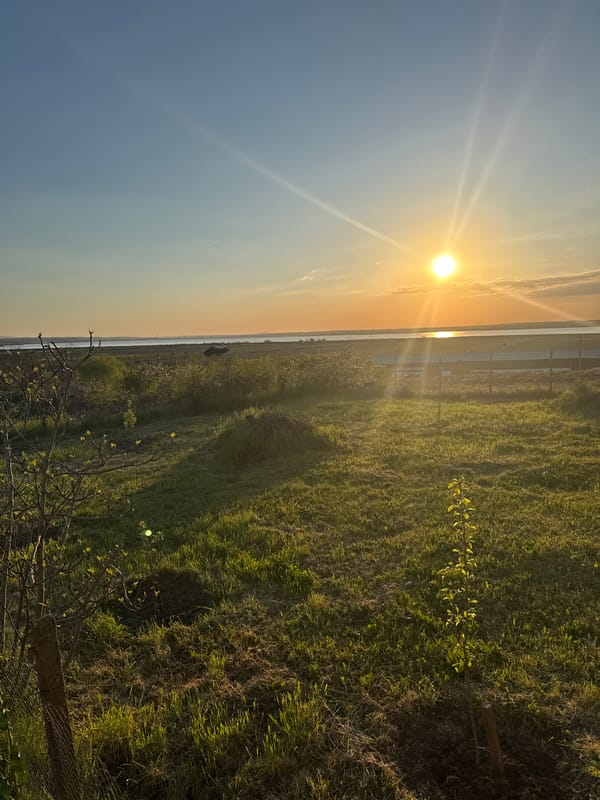 Sunset observed over grassy field in Dimchevo, Bulgaria