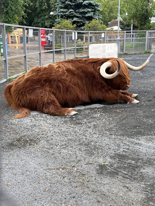 Moscow zoo visit captures Highland cattle, farm animals, playground