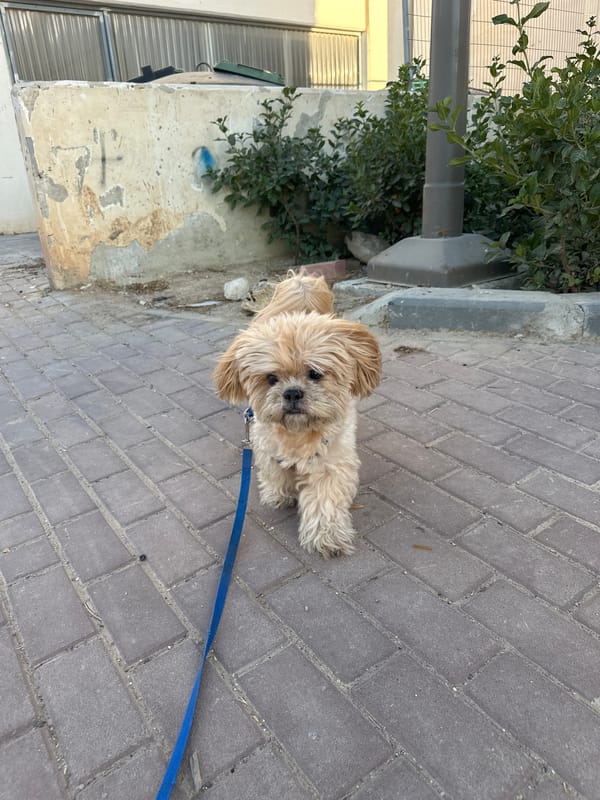 Afternoon dog walk under a hazy sun in Arad