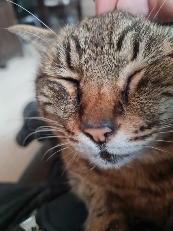 Tabby cat naps peacefully with owner in Noviy, Russia