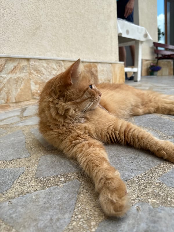 Photographer captures peaceful cats and dogs in Berkovitsa, Bulgaria