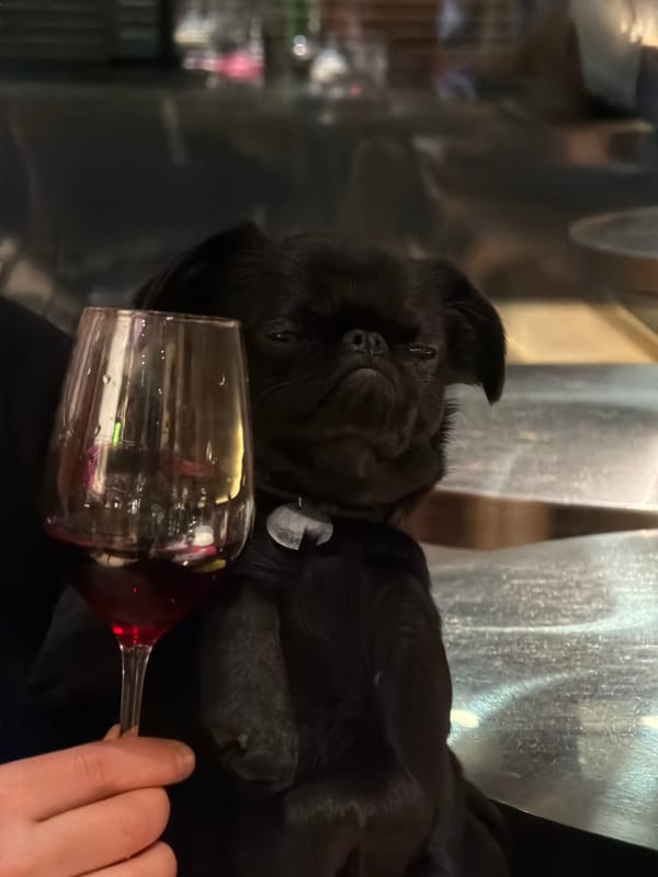 Dogs play at Moscow restaurant gathering with balloons, drinks