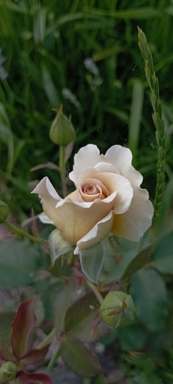 Garden photography session captures blooming roses and dachshund in Ukraine