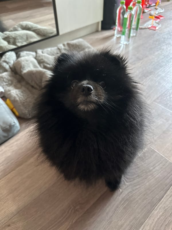 Fluffy black Pomeranian poses on a wooden floor in Petropavl