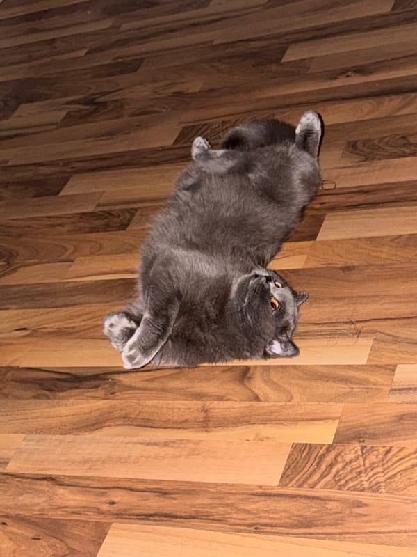 Grey cat lounging on a wooden floor in Kyiv