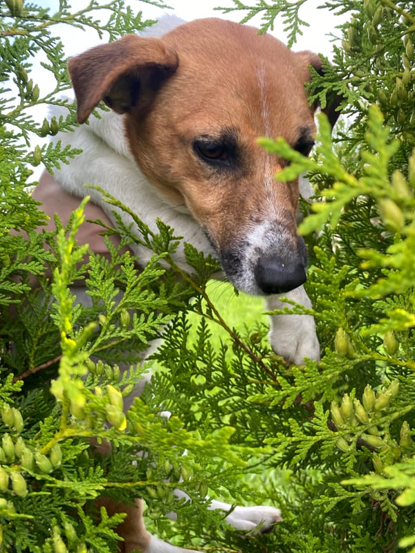 Jack Russell Terrier's summer evening at a Russian dacha