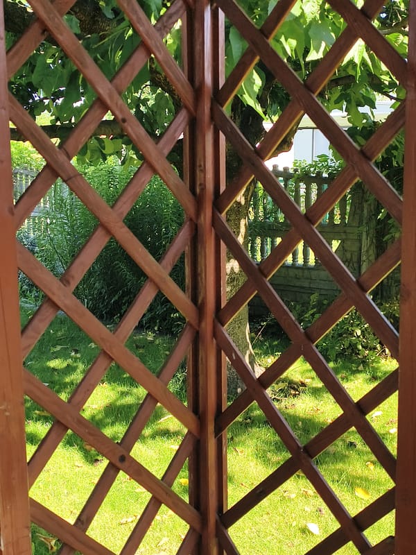 Late-summer garden details in Tczew: lattice, vines, and rose hips