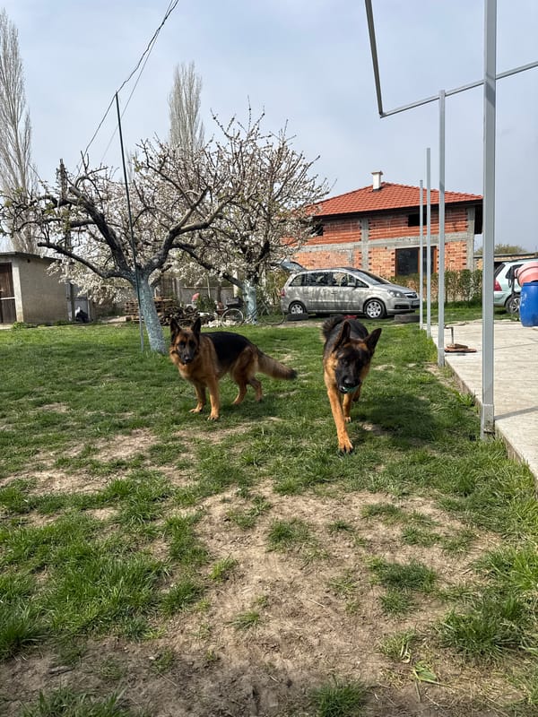 Two German Shepherds spotted on lawn in Topolchane, Bulgaria