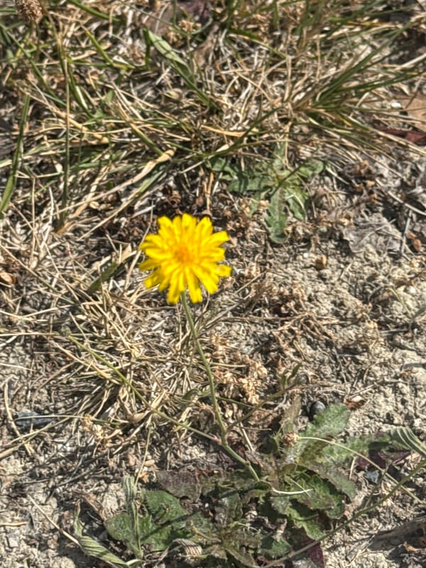 Nature photography session captures wildflowers in Spanish valley